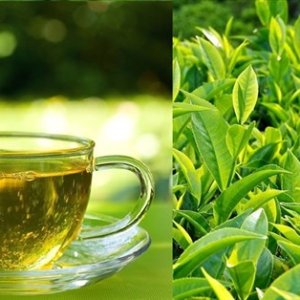 Green Tea